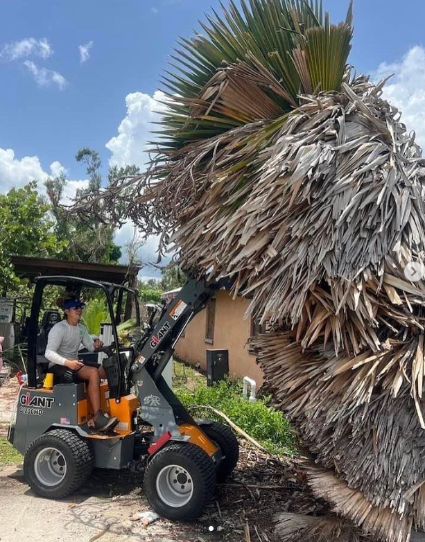 Loader moving palm tree
